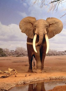 Elephant